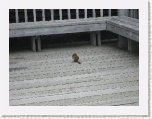 Squirrel,  Western Brook Pond * 2592 x 1944 * (1.33MB)